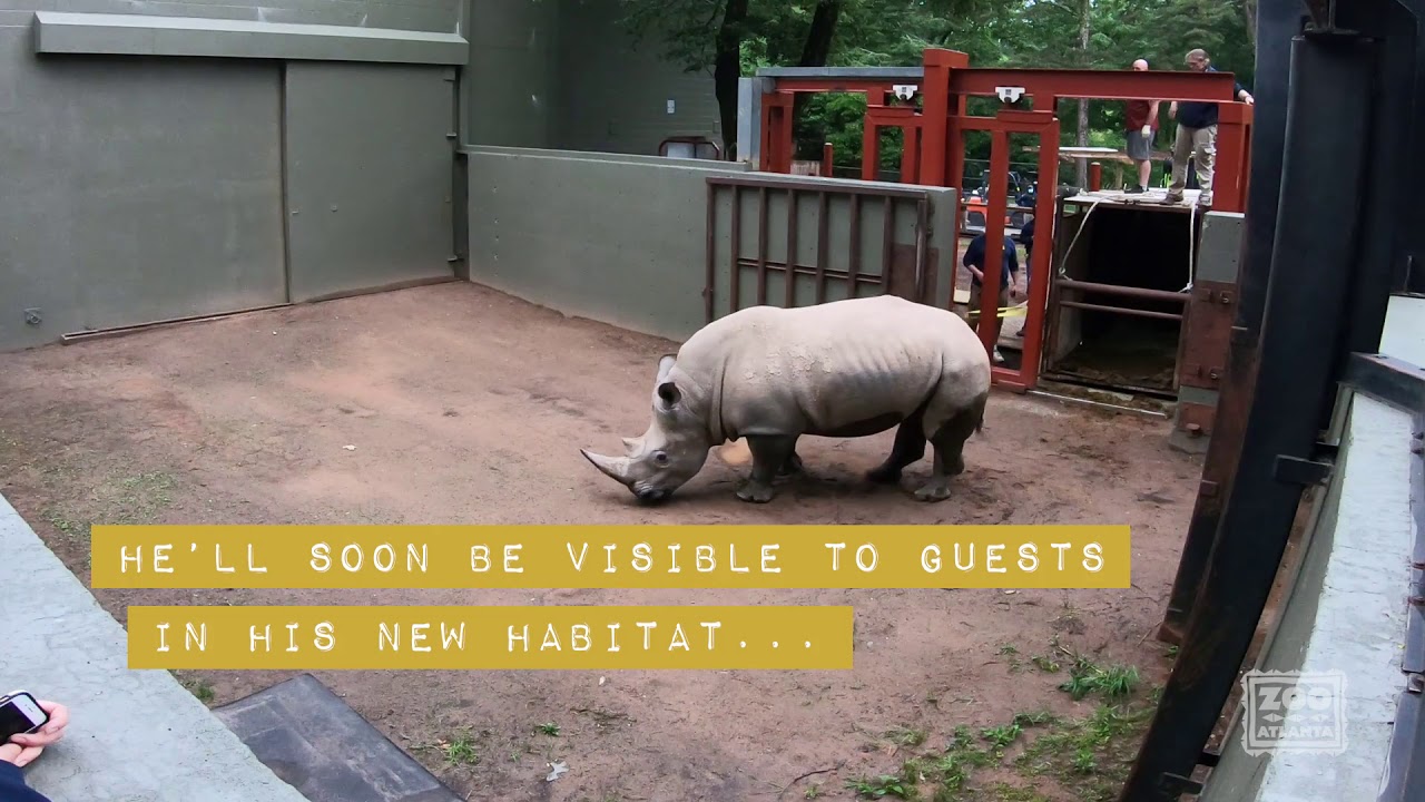 Mumbles the Rhino Arrives at Zoo Atlanta