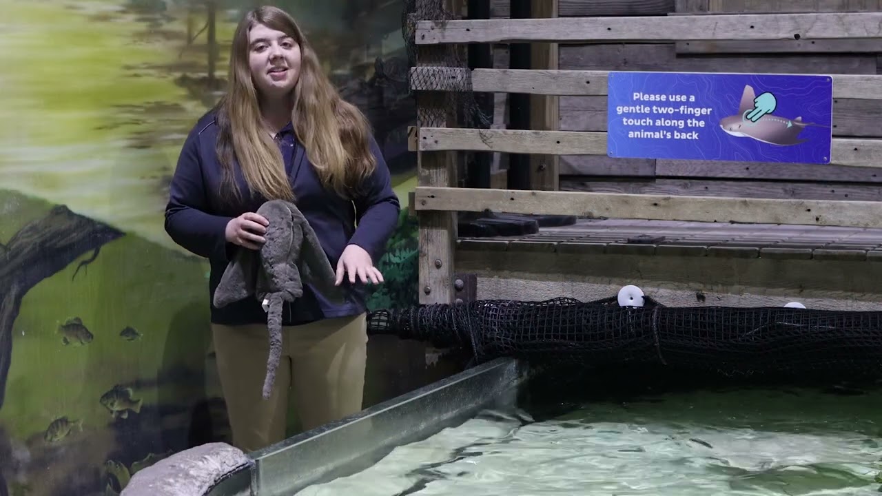 Learn about our Cownose Stingrays!