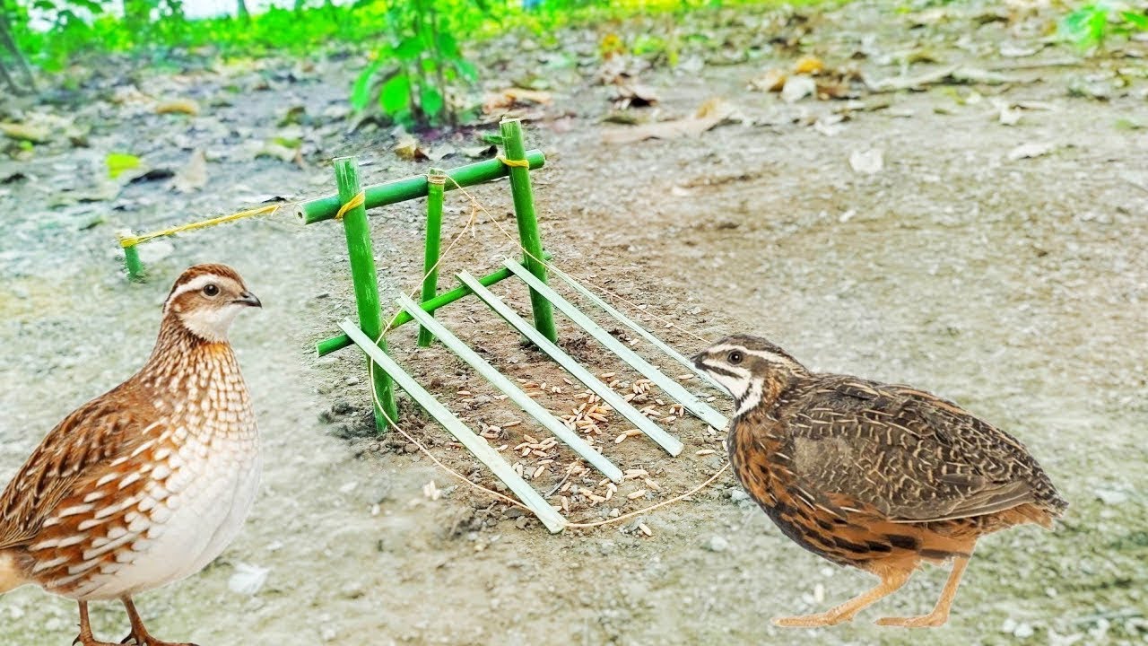 Best Unique More Creative DIY Quail Trapping Technique With Wood#trap#birdtrend#trap#trap 