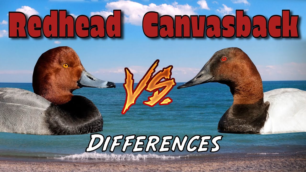 Redhead V.s. Canvasback - Bird ID