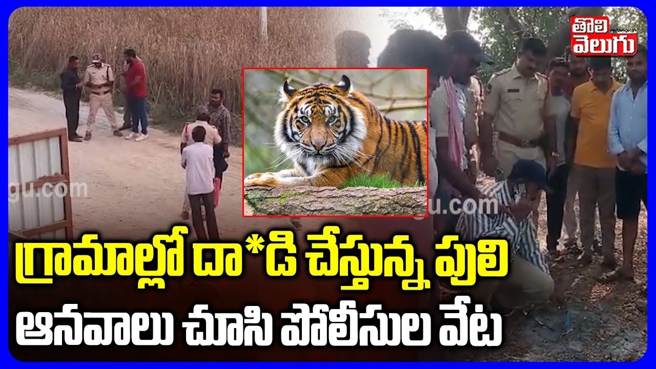 Tiger Hulchul In Warangal | గ్రామాల్లో దా*డి చేస్తున్న పులి ఆనవాలు చూసి పోలీసుల వేట | #Tolivelugu