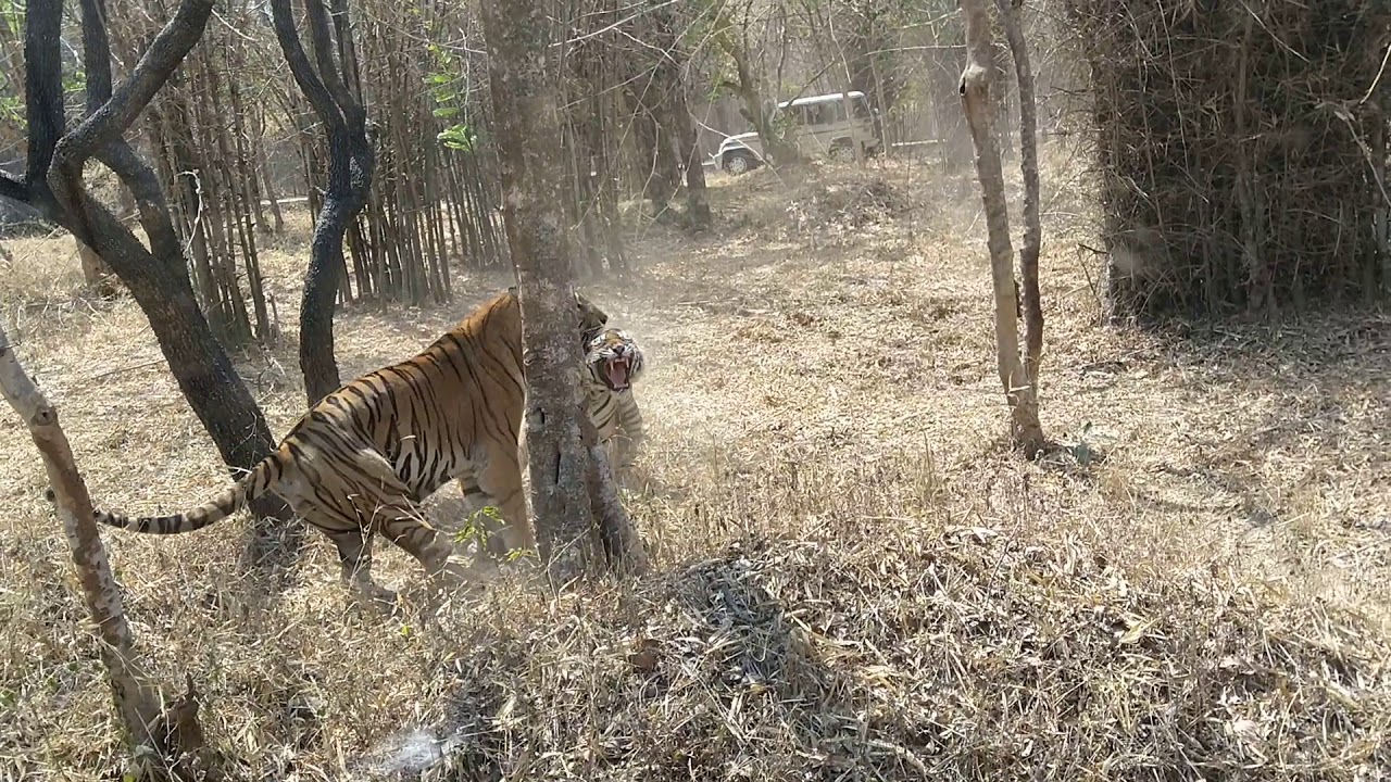 Tigers fighting in Bannerghatta National Park 🐯🐅