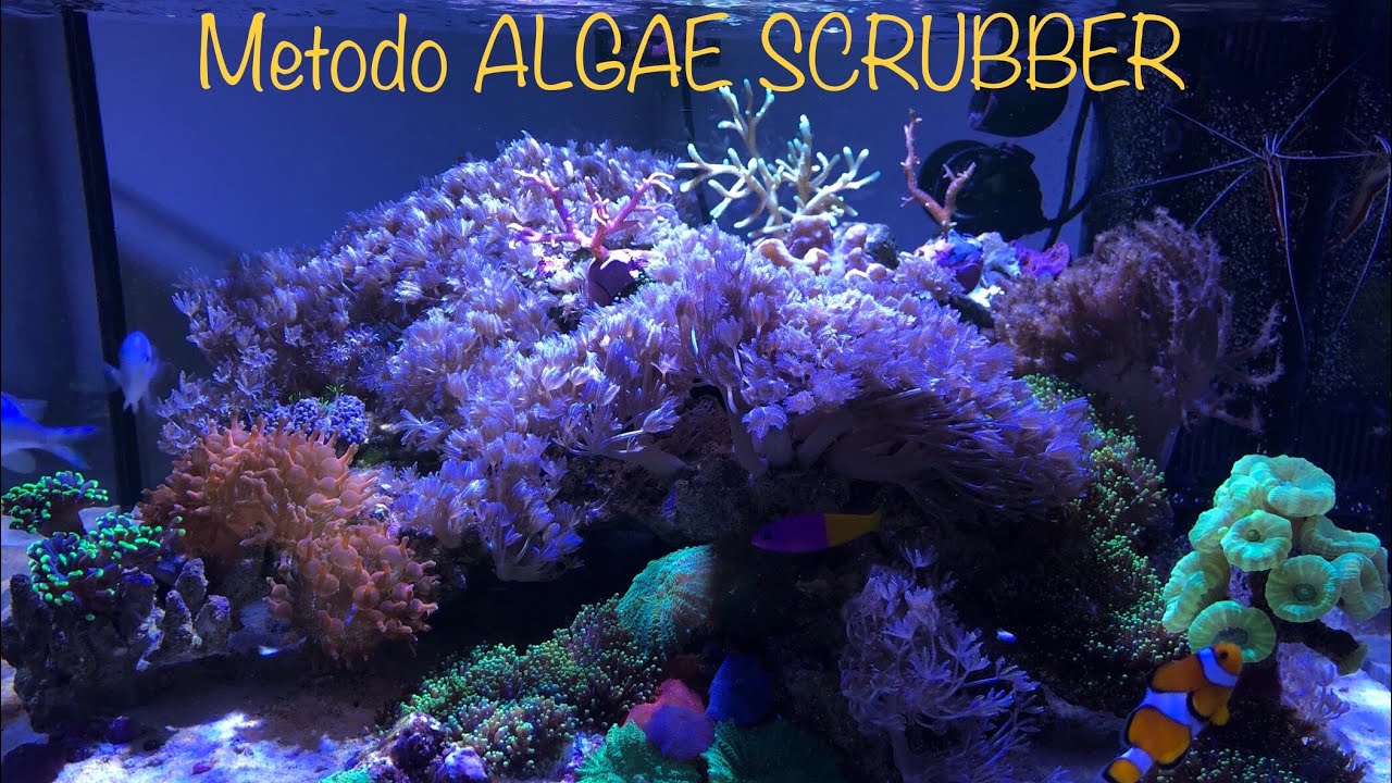 ATS acquario Marino! (algae turf scrubber only Nanoreef!!)