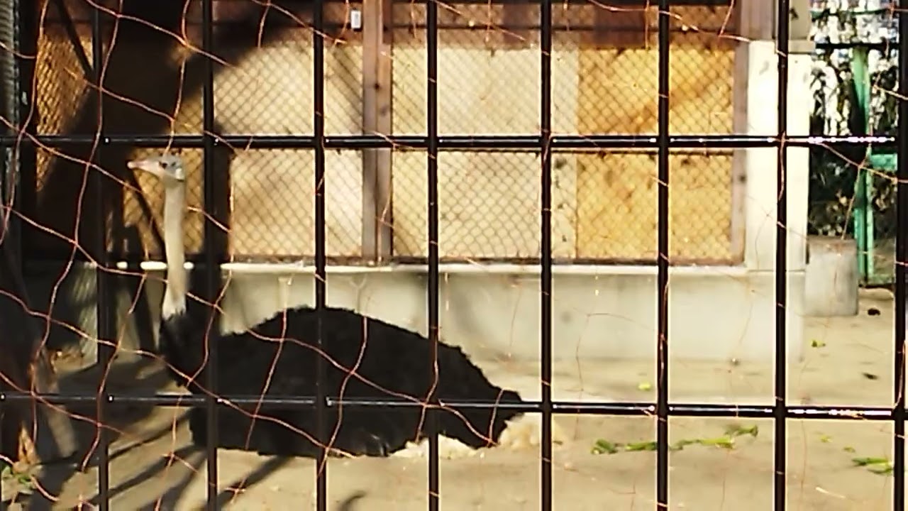 2026.2.21八木山動物公園⑨