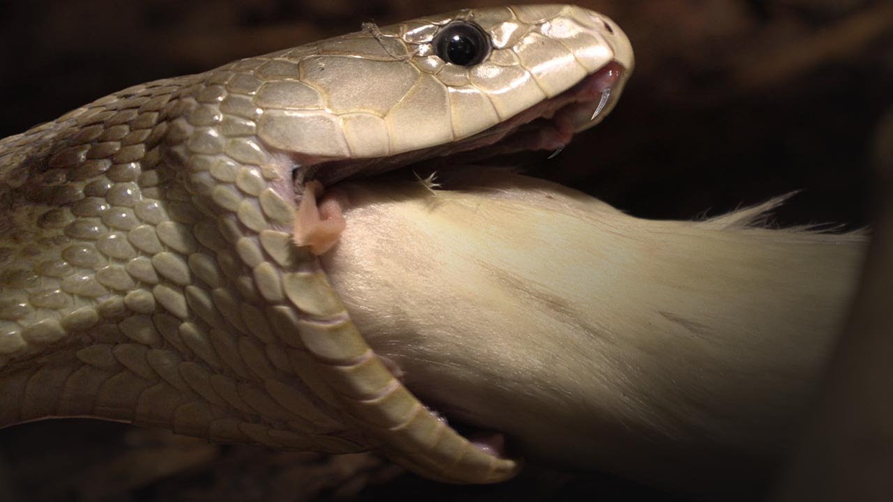 FEEDING HUGE 13ft BLACK MAMBA, KING COBRA & MORE!