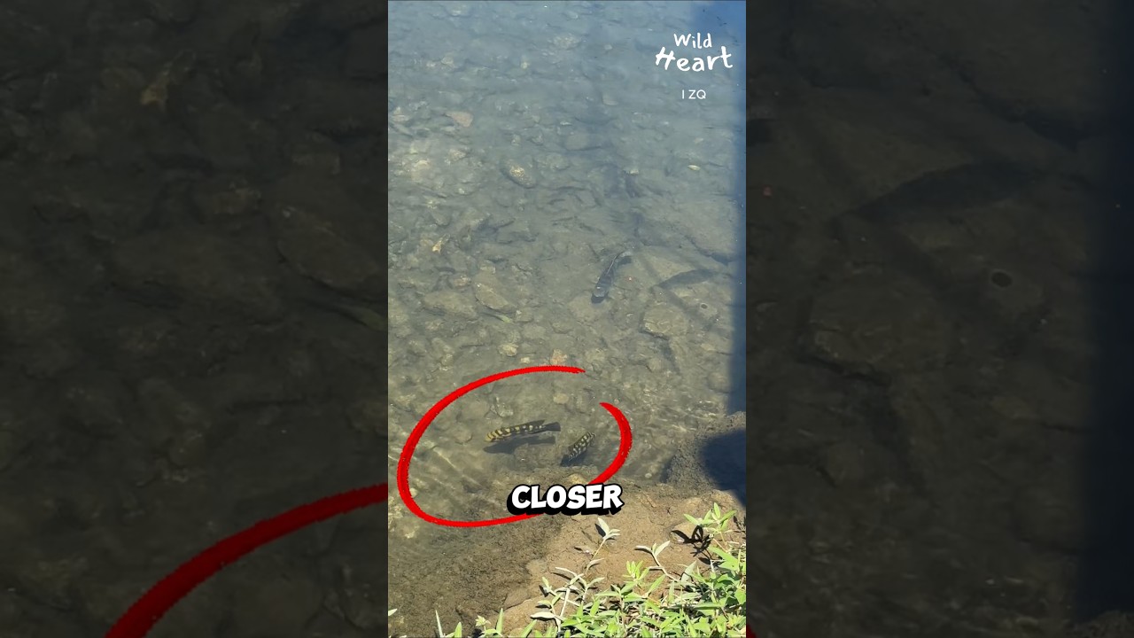Petit poisson, grand combat