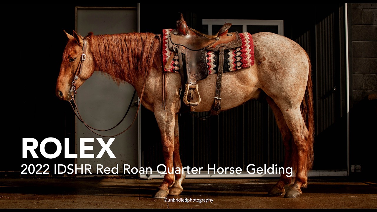 Rolex, 2022 Red Road Quarter Horse Gelding | Trails and Ranch Horse