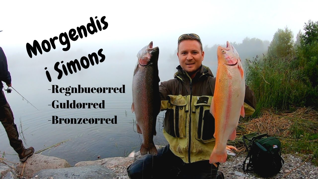 Morgendis i Simons, fiskeri efter regnbueørred, guldørred, bronzeørred