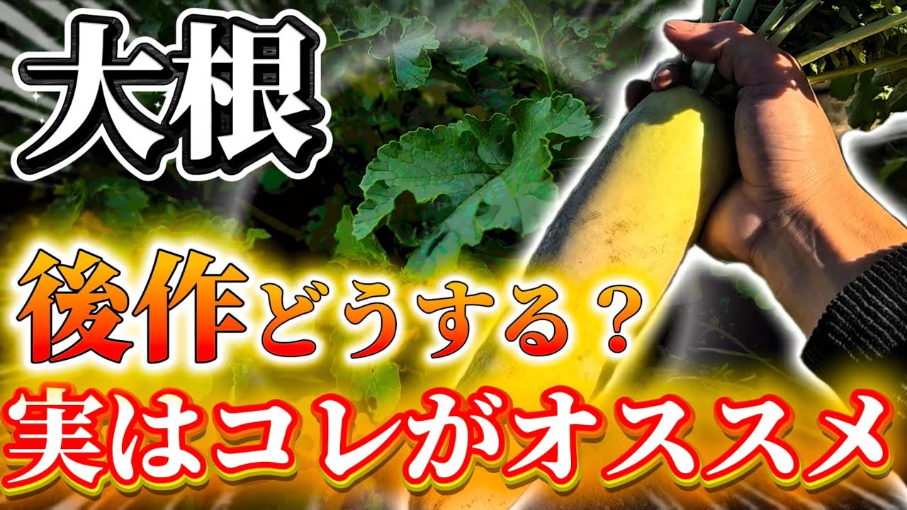 【大根】後作はコレが超オススメ！収穫後の畑は〇〇になってる！？についてお話します