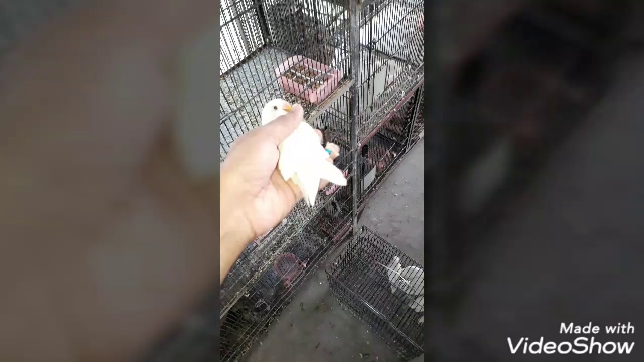 Albino personata red eyes 10 pice
