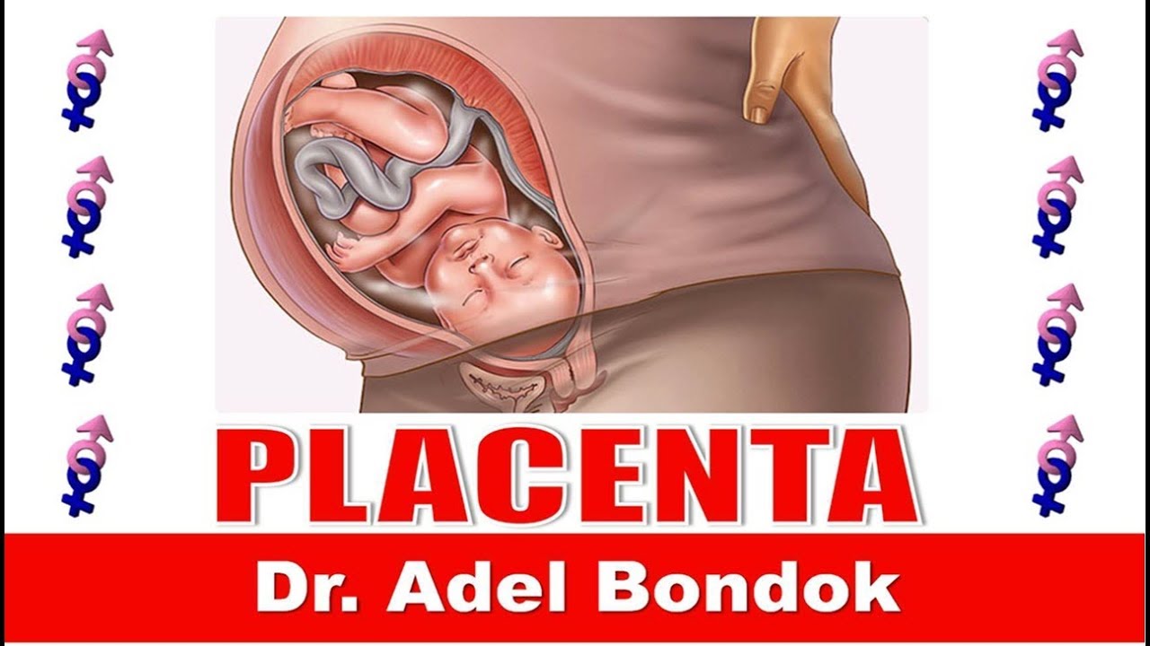 Placenta, Dr Adel Bondok