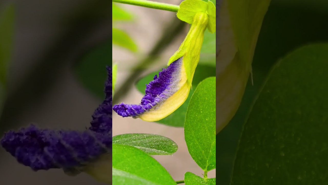 Некоторые из самых красивых цветов в мире #цветы #цветовод