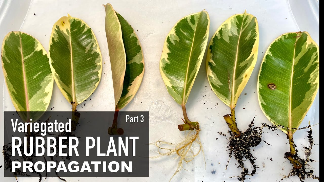 Rubber Plant Ficus Elastica Ficus Tineke | Care & Propagation | Indoor Plants | Part 3