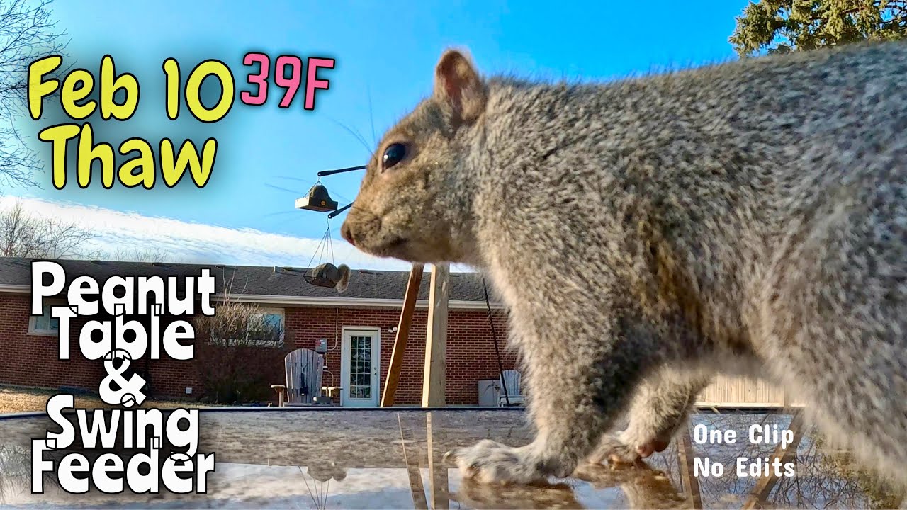 Peanut Table Feb 10 Thaw #squirrels #bluejays #birds #wildlife #wildlifefeeding #gopro 