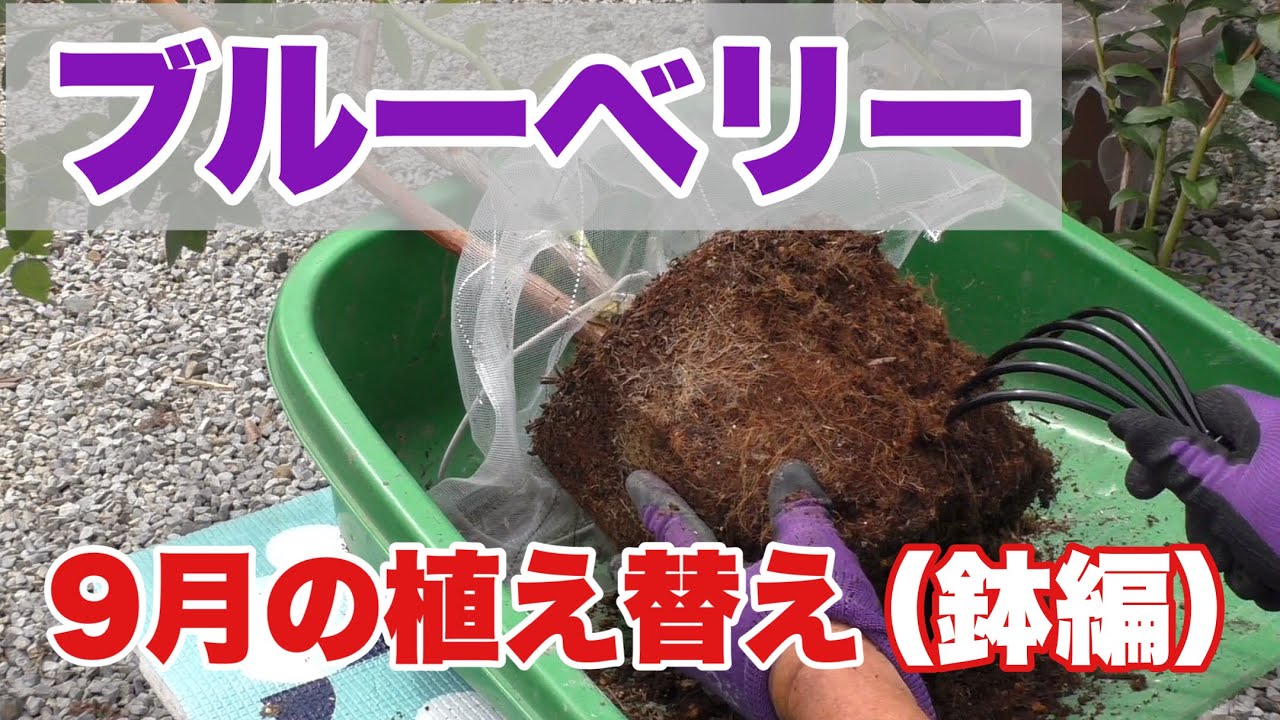 ブルーベリー　9月の植え替え(鉢編)