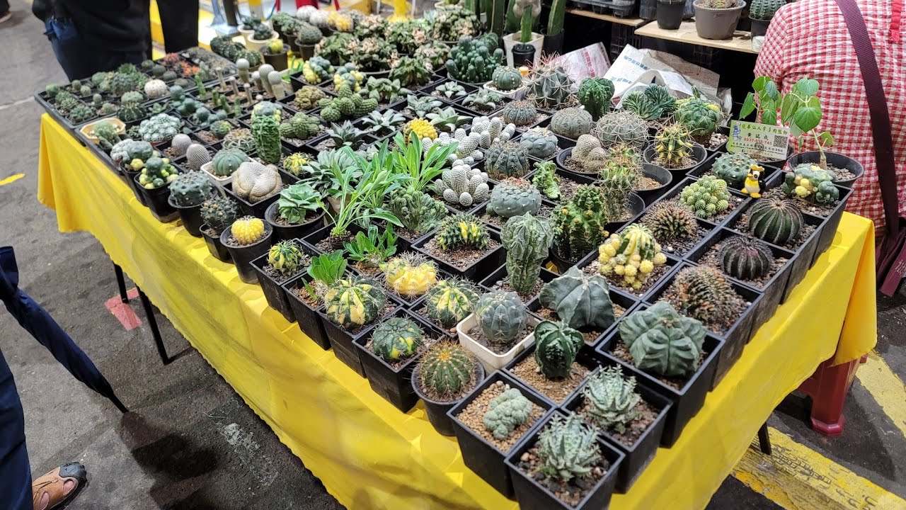台北建國花市 植物市集(龍舌蘭,仙人掌篇)2022.10.15,  Taipei Plant market(Agave, Cactus)2022.10.15