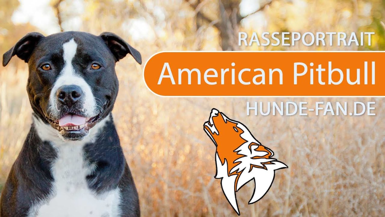 ► American Pit Bull Terrier [2019] Rasse, Aussehen & Charakter