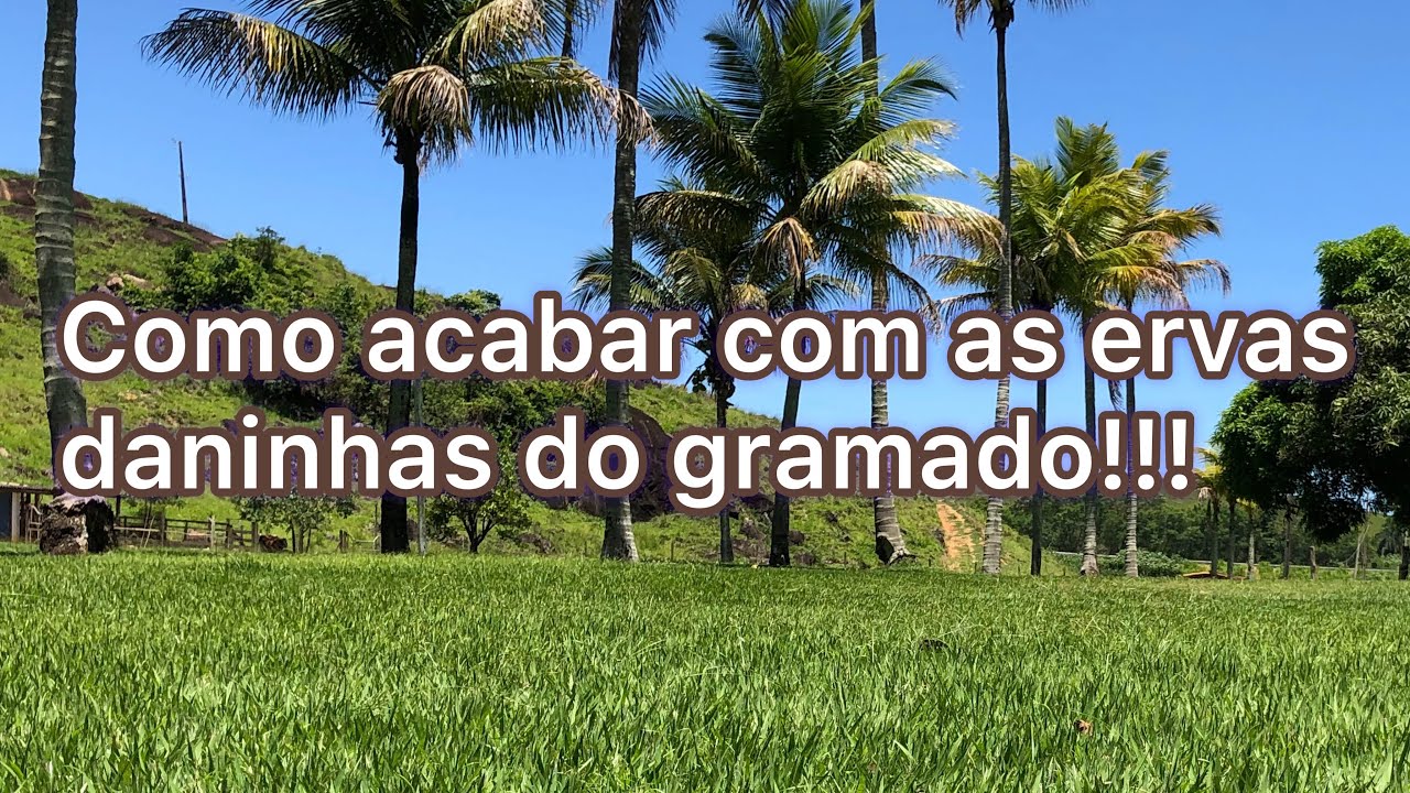 Como acabar com as ervas daninhas no gramado! Tiririca, amendoim bravo, trevo, dente de leão...