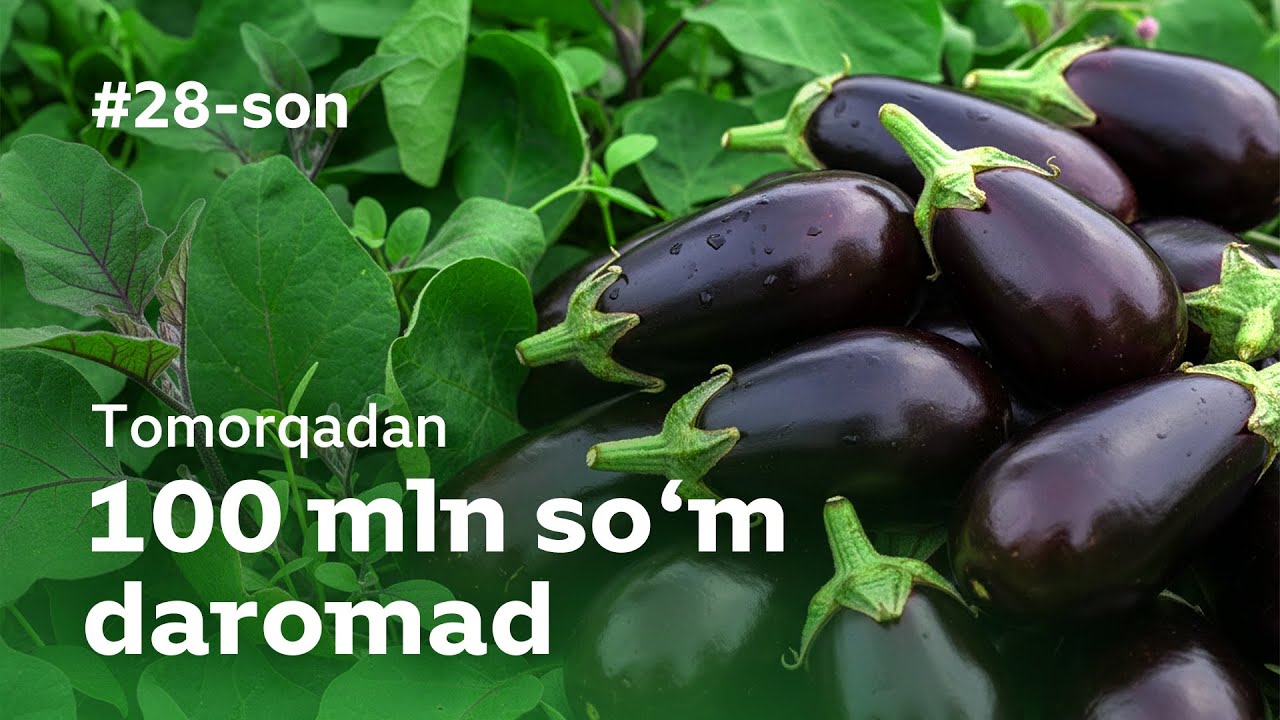 BAQLAJONdan yiliga 100 MILLION SO'M DAROMAD / #28 Mening tomorqam/ NAVOIY VILOYATI