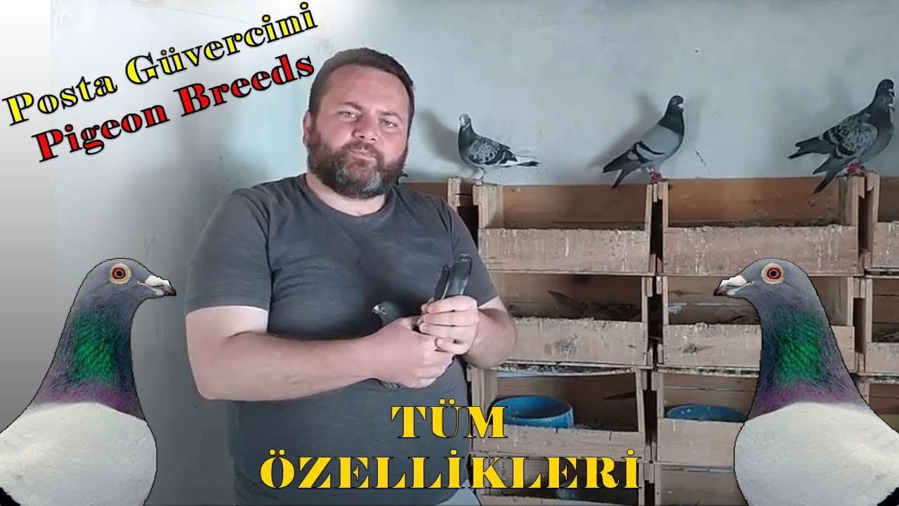 Güvercin Irkları / 1-Posta Güvercinleri / OAÇ TV