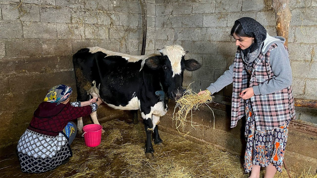 Rural Ramadan Vlog | Cleaning the Barn, Milking Cows & Family Iftar