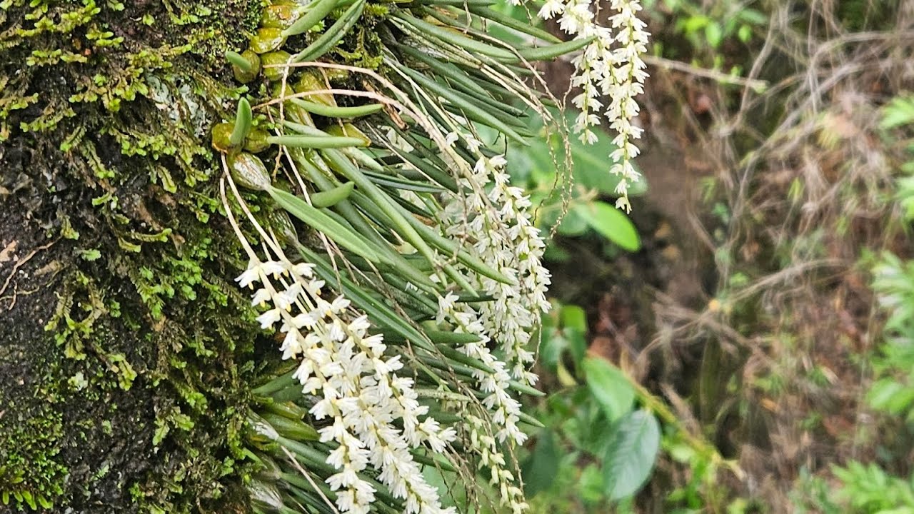 Bulbophylum epiphytum /Cyrtopodium palidum e epidendrum densiflorum.Um lindo passeio no cerrado🙏☘️