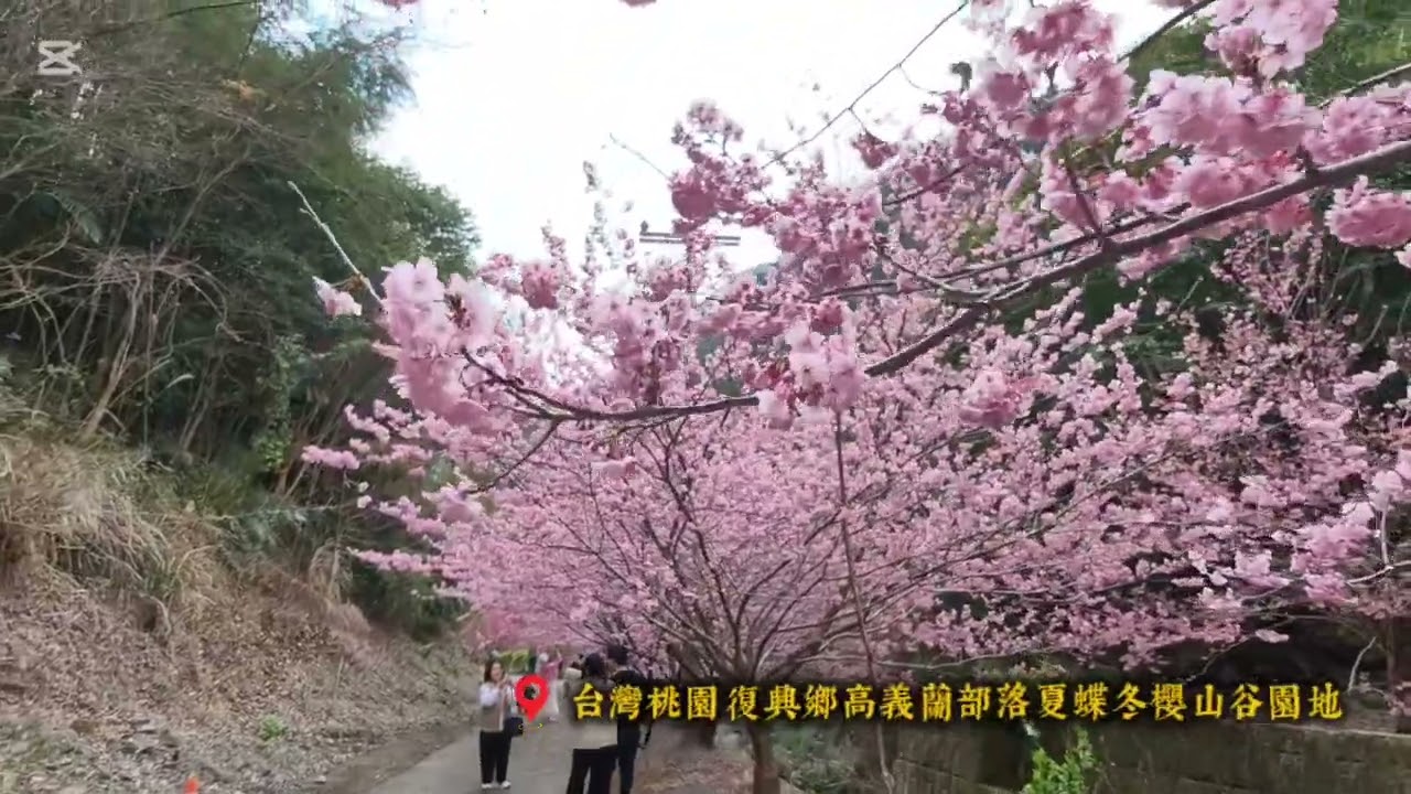 台灣美景之「桃園復興鄉高義蘭部落夏蝶冬櫻山谷園地」優美音樂欣賞
