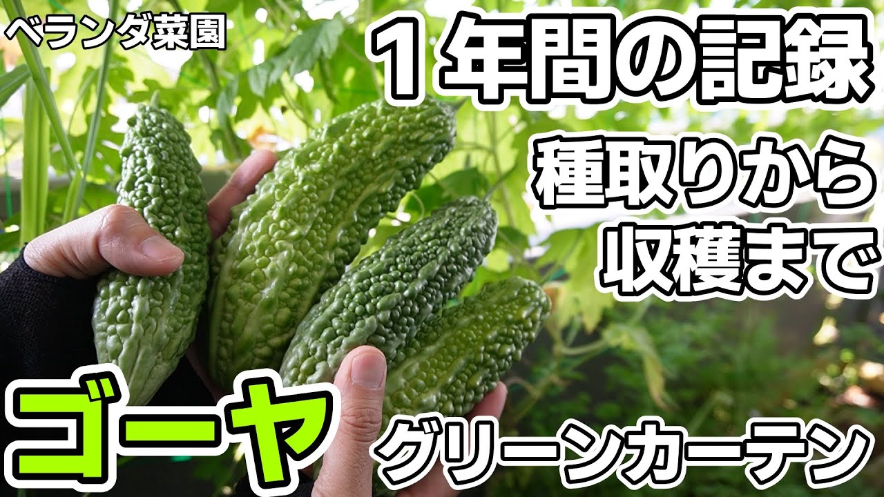 【ベランダ菜園】ゴーヤの種取り、苗作りから収穫までまとめ【グリーンカーテン】