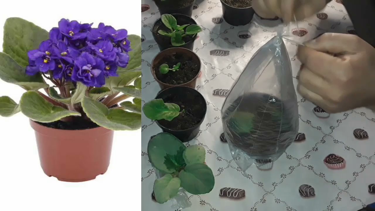 Como fazer Muda de Violeta