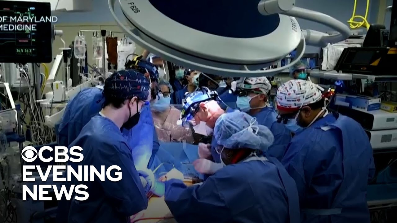 Doctors transplant pig heart into human for first time