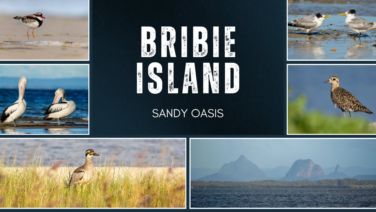 Discover Nature in a Sandy Oasis | Beautiful Bribie Island | Wildlife Photography Adventure