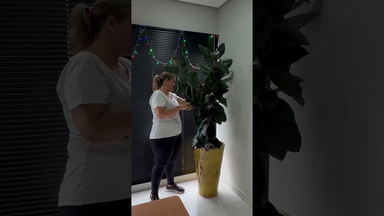 Como podar o Ficus #plantas #jardimdavilma #ficusruby