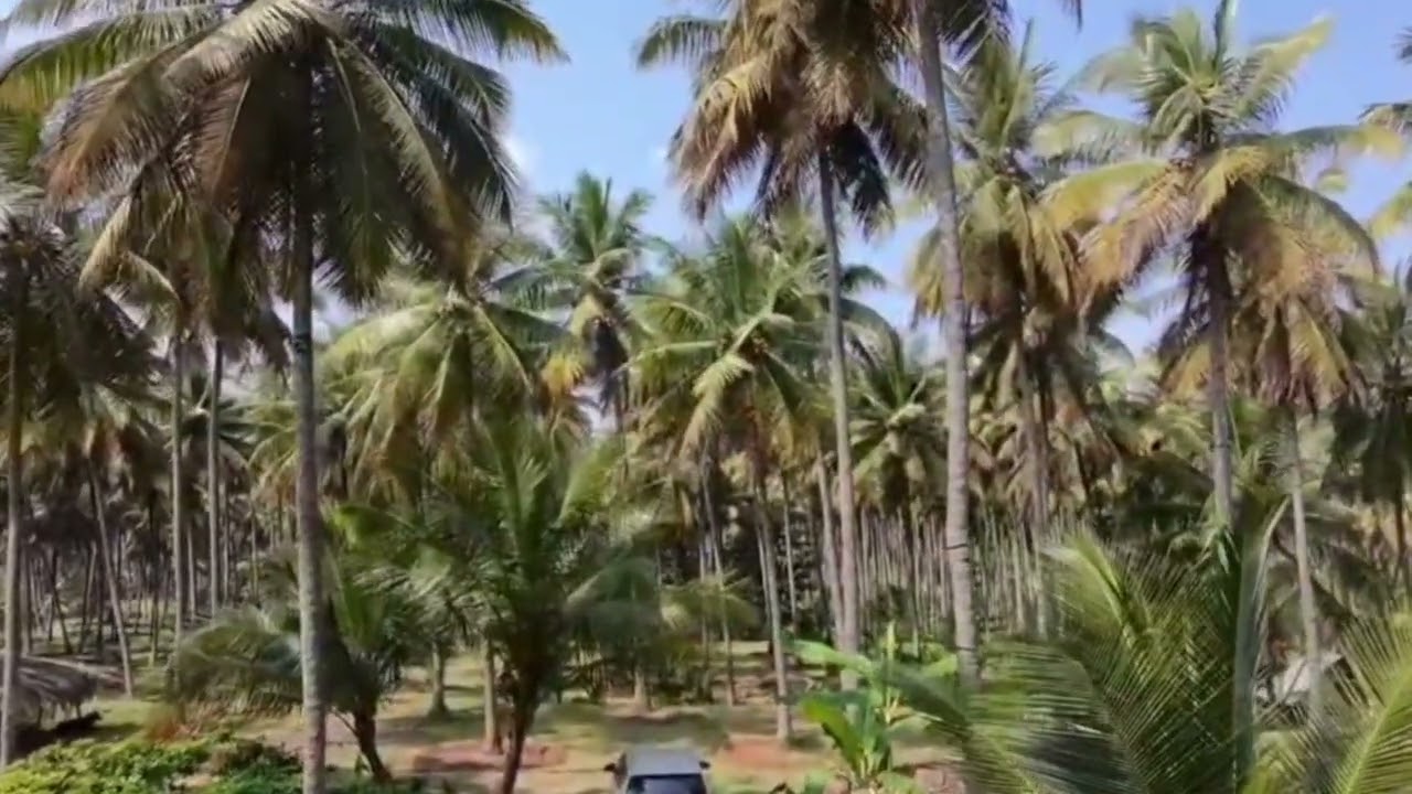 ##சேலம் மாவட்டம்.4 ஏக்கர் தென்னந்தோப்பு விற்பனைக்கு உள்ளது call 9363039484