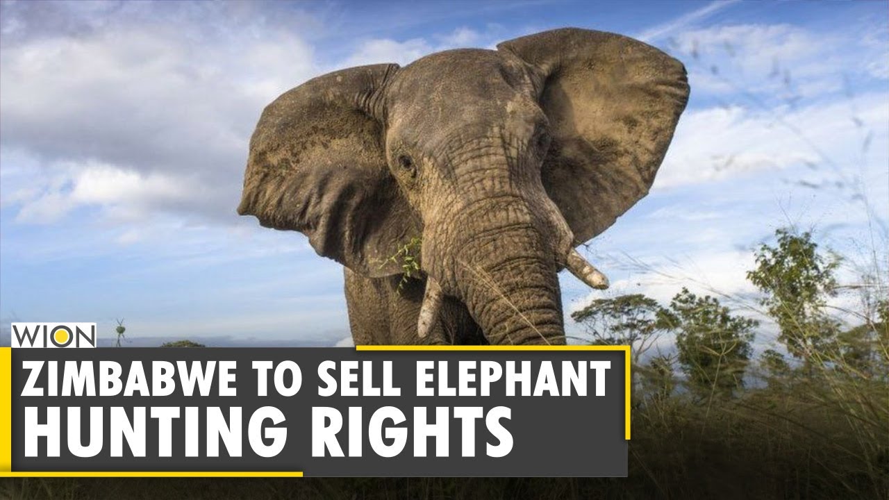 WION Dispatch: African elephants are listed as industry endangered | Latest English News | WION News