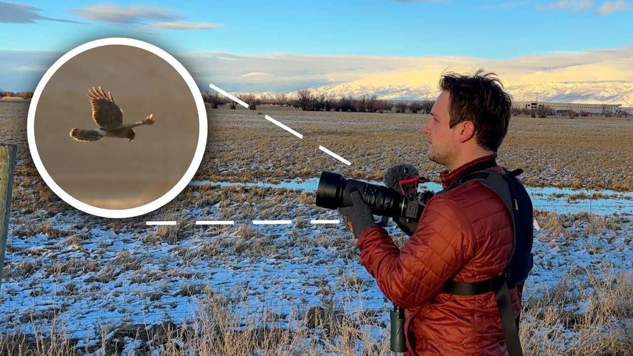 Stunning Views of Hawks and Falcons While Birding