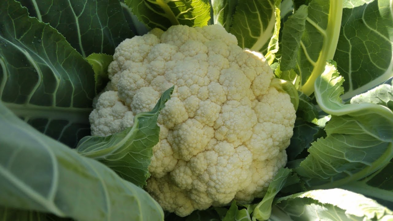 why most people fail to grow cauliflower successfully !