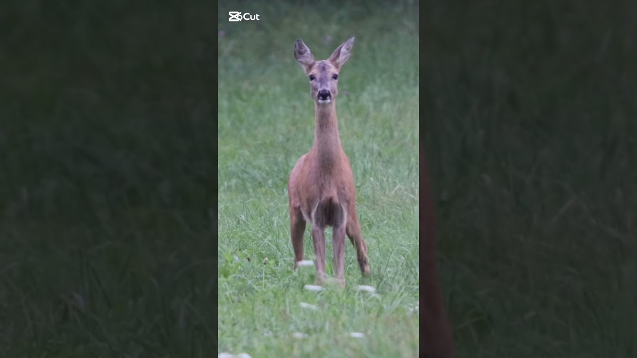 Barking deer #deer #roedeer #wildlife