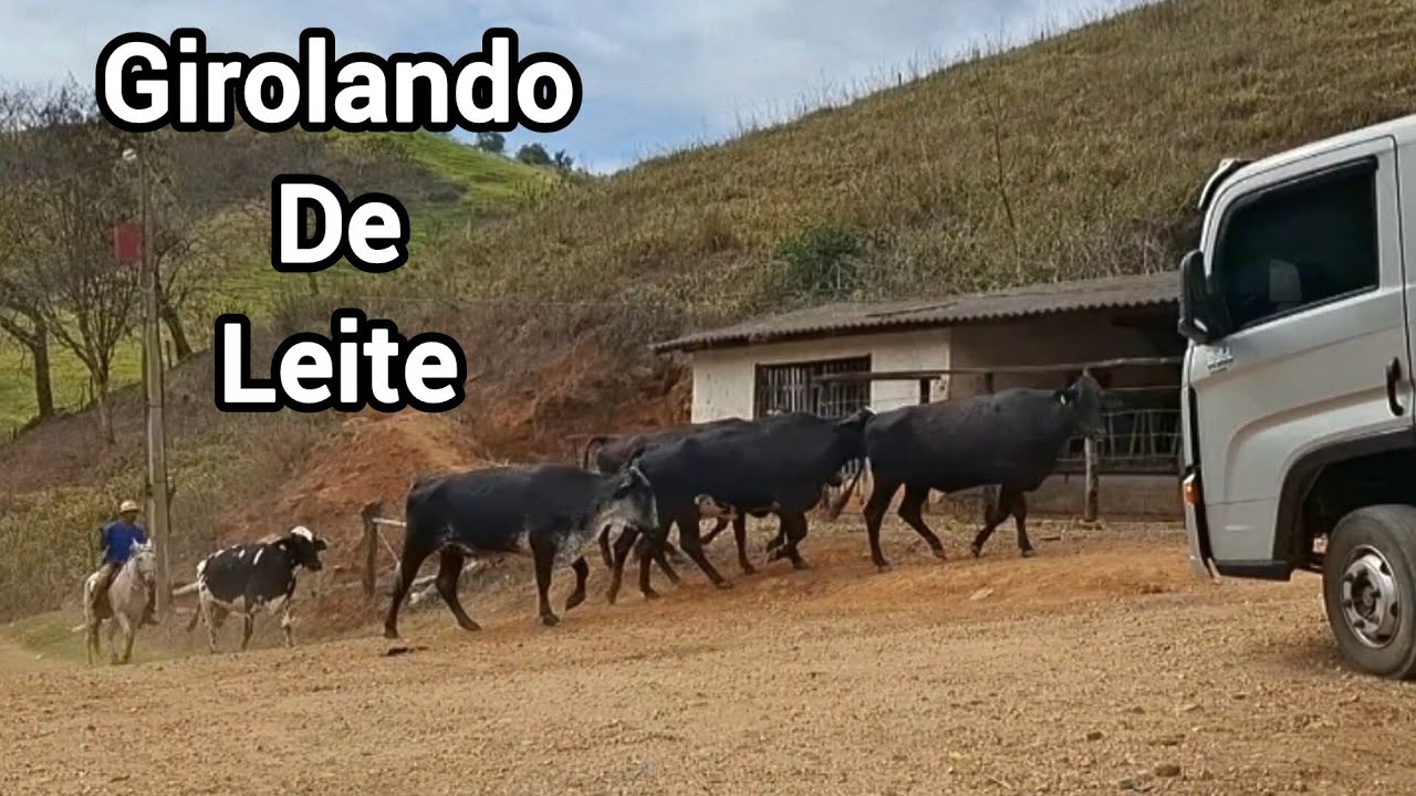 Vacas Leiteiras!🐂🐂🐂