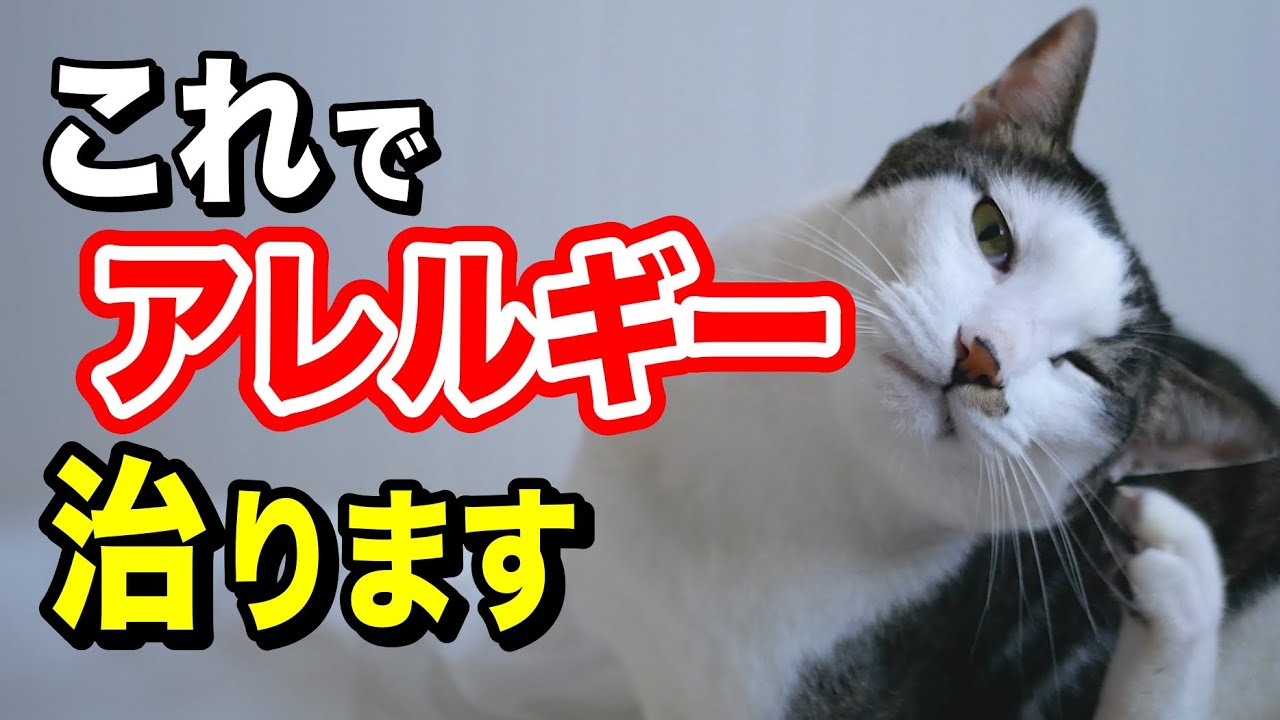 【知らないと損】皮膚の痒み、涙やけ、下痢はコレで治ります。猫の食物アレルギーを改善する食事法を獣医師が解説！