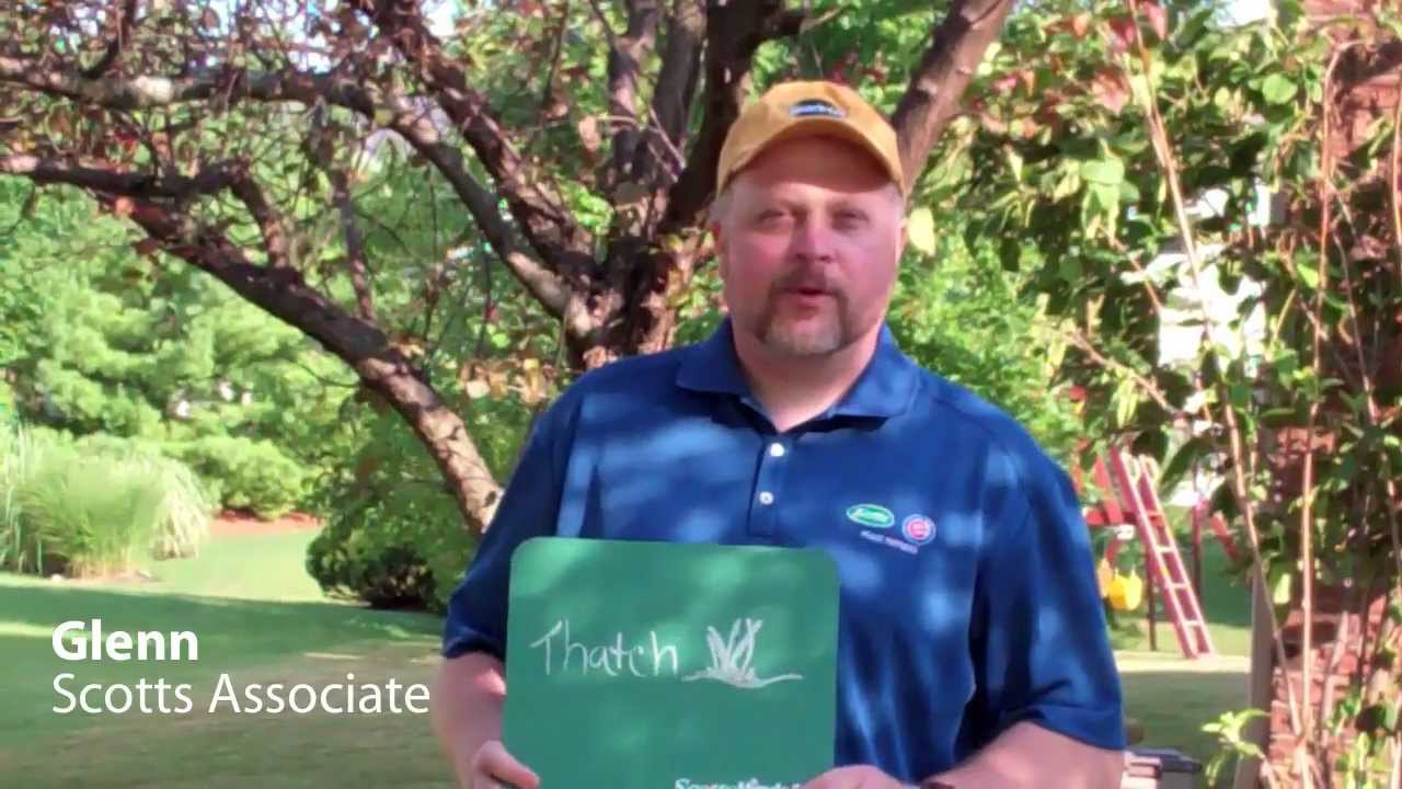 What is Thatch? with Glenn, Scotts Associate