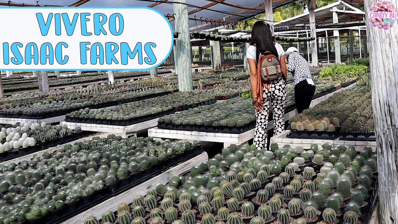 Vivero de SUCULENTAS ISAAC FARMS: muchas hoyas y cactus raros │Candy Bu