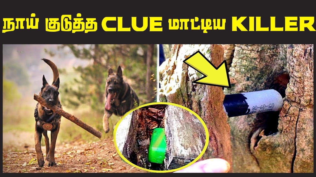 நாய் குடுத்த CLUE எப்படி நாய் ஒரு வழக்கை முடிக்க காரணமாக இருந்தது ? | Top 5 Tamil