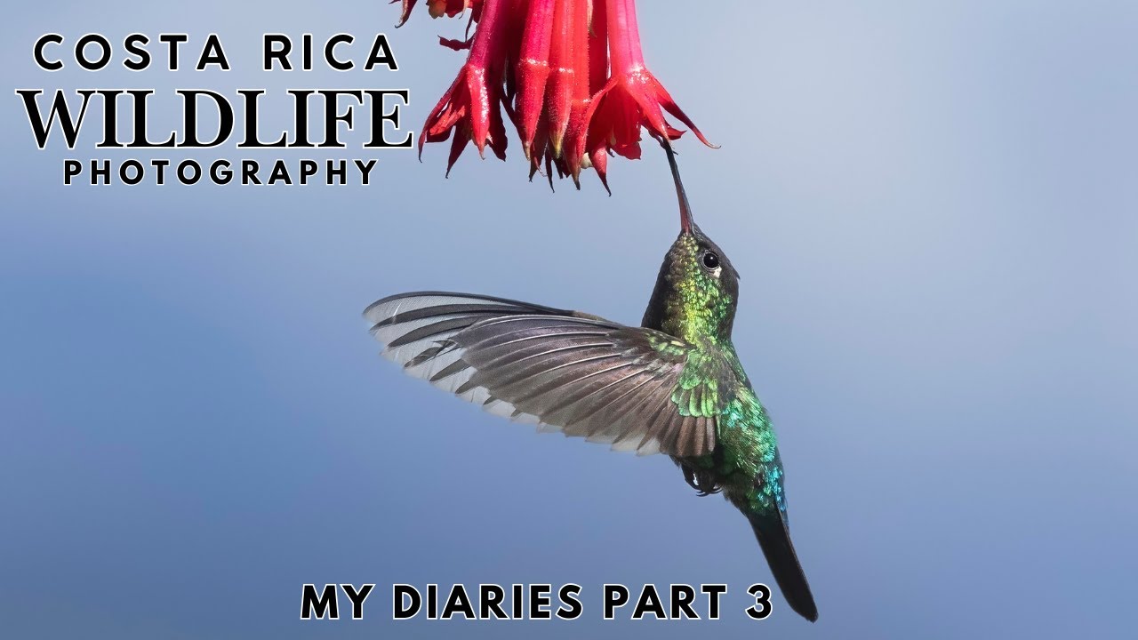 Costa Rica Wildlife Photography | My Diaries Final Part 3 - Finding Birds & The Resplendent Quetzal