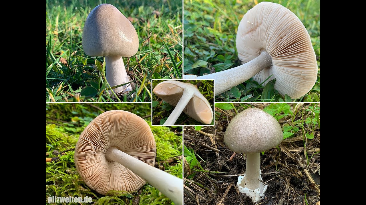 Pilzportrait -  Gro&szlig;er Scheidling, Gr&ouml;&szlig;ter Scheidling, Ackerscheidling, Volvopluteus gloiocephalus