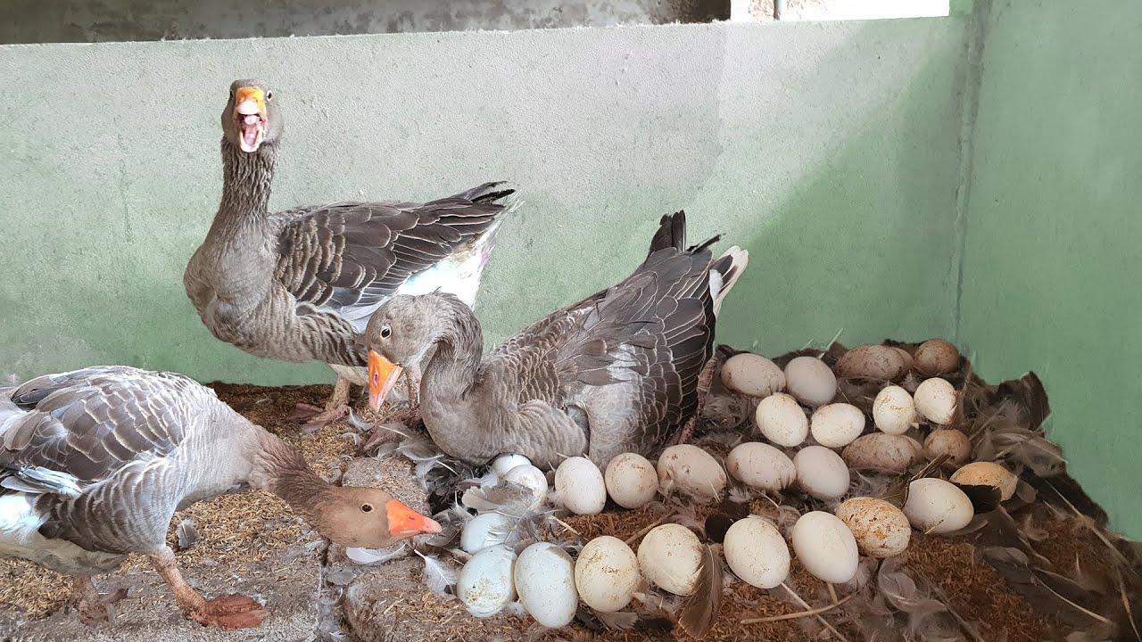 How To Raise Goose Russia Putin ?
