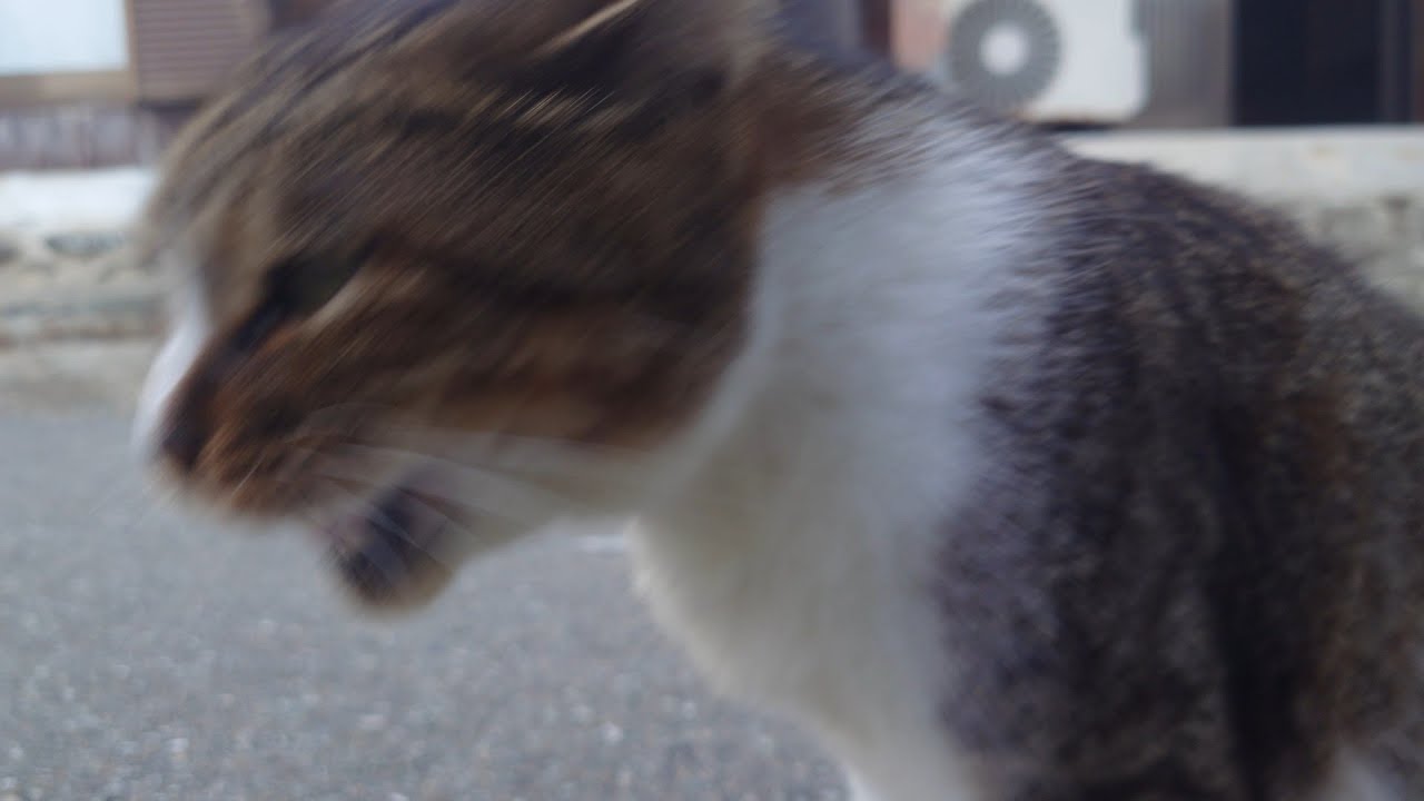 お尻トントンすると嫌がる猫が可愛いのでちょっかいだすのやめられませんw