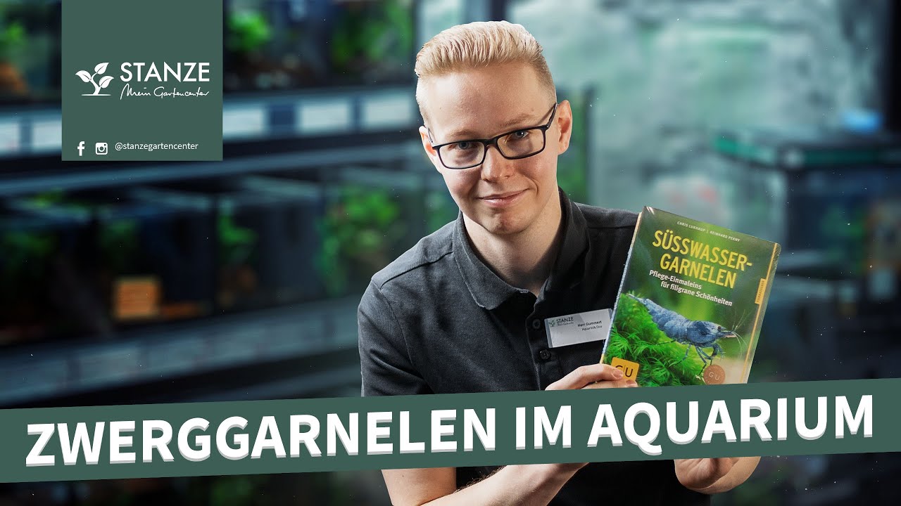 Zwerggarnelen Haltung im Aquarium