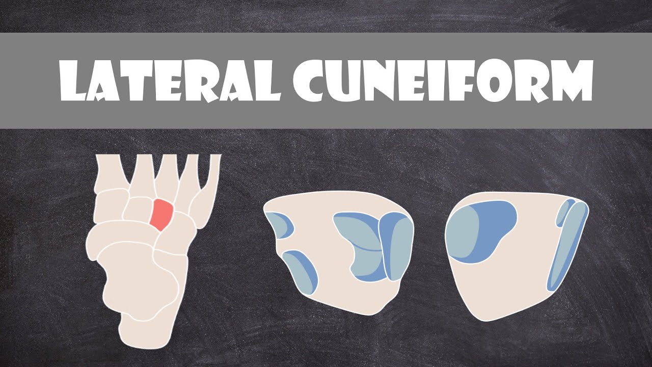 Lateral Cuneiform Bone Structure | Anatomy