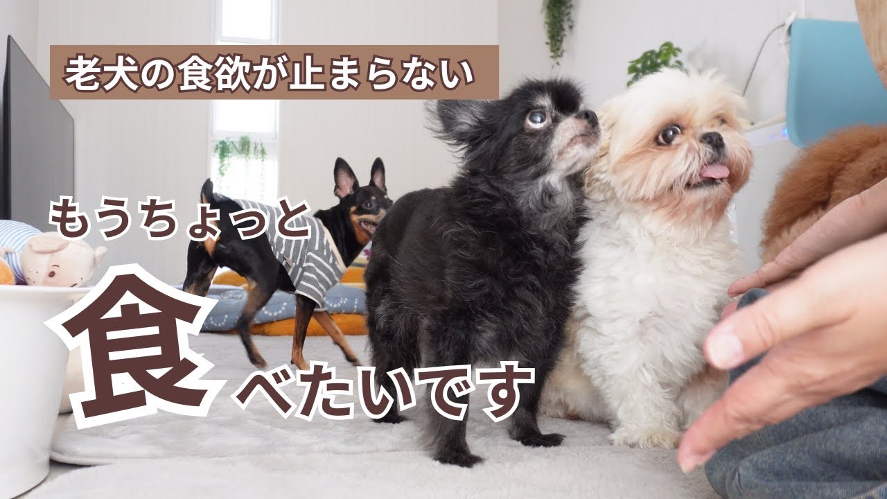 奇跡みたい…食べなかった老犬が 最近 食欲が止まらないんですwww～多頭飼い～チワワ シーズー ミニチュアピンシャー トイプードル