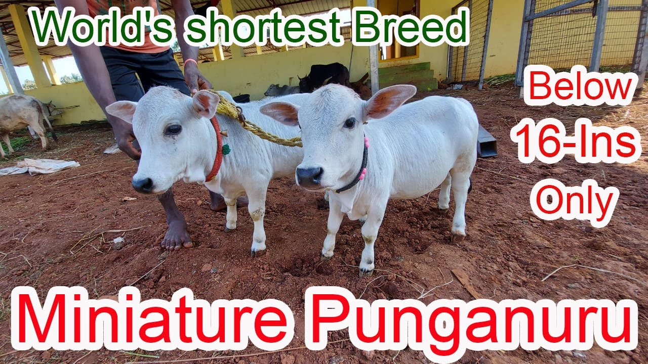 Micro Mini Cows # World Shortest Breed, # Miniature Punganuru Cows# Below 16 - inches